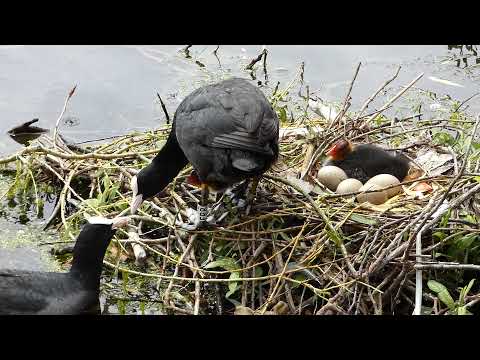 Coot feeds mate and chick