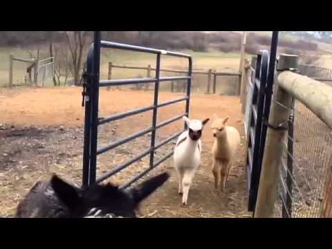 Funny Alpaca Music Video