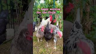 A happy morning for the flock of happy chickens 🐓💚