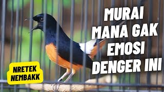 Download lagu MURAI BATU GACOR FULL ISIAN TEMBAKAN KASAR KRETEKAN KERAS AMPUH MEMANCING EMOSI MURAI BATU mp3