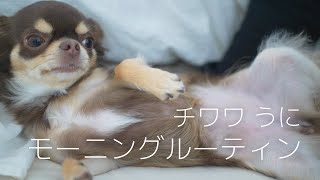 チワワ Watch Hd Mp4 Videos Download Free チワワ Watch Hd Mp4 Videos Download Free