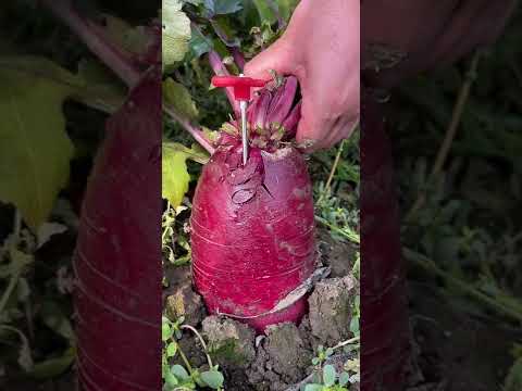 Very fresh red radish - For fruit lovers #shorts