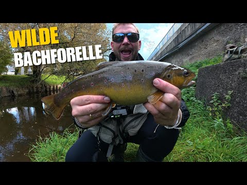 Forellenfischen im Bach – So fängst du wilde Bachforellen! 🎣❤️