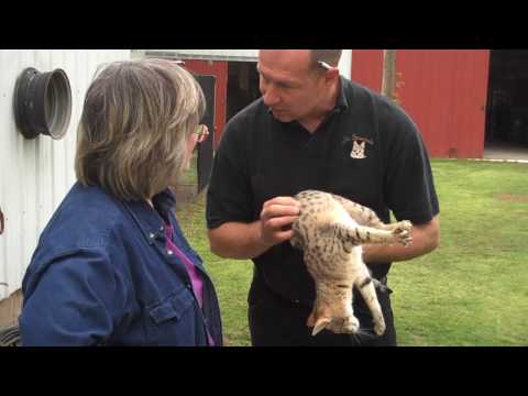 F4 Savannah Cat at A1 Savannahs