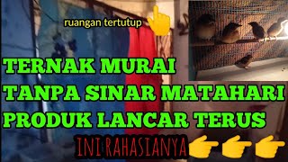 Download lagu TERNAK MURAI TANPA SINAR MATAHARI APA BISA PRODUKSI? mp3