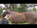 Rocktape Equestrian (Taping Technique)