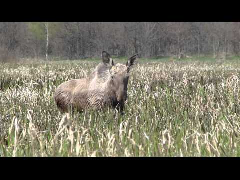 Biebrza 2011 - łoś "walczący" z owadami :)