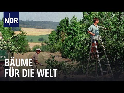 , title : 'Bäume für die Welt - Die Baumschule von Ehren | Unsere Geschichte | NDR Doku'