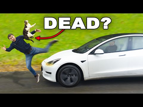 Will a Tesla KILL a cat?