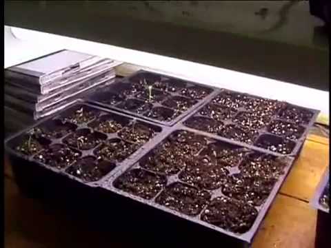 Ready Set Grow - Cannabis Growing.