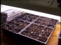 Ready Set Grow Cannabis Growing