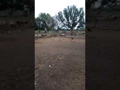 Krishnaprasad sheep form 9848936467