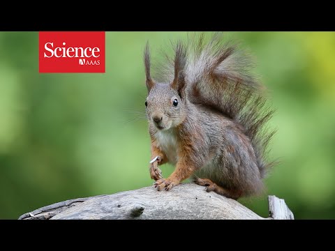 The battle to save the red squirrel