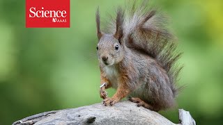 The battle to save the red squirrel