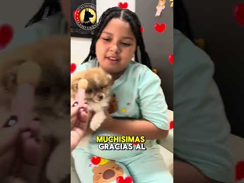 entrega exitosa en buritica Antioquia ,pomerania hembra hermosa 🥰😌