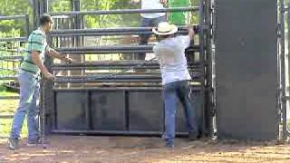 804 2yr old bucking bull 1st out as a yearling