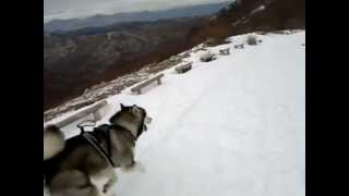 Ski trekking with Alaskan Malamute.mp4