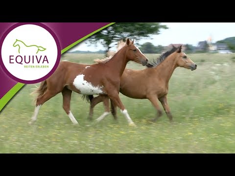 Rasseportrait - das Deutsche Reitpony