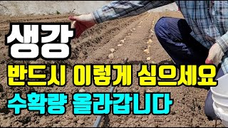 생강재배 생강심는시기 이렇게 심어서 수확량 올려요