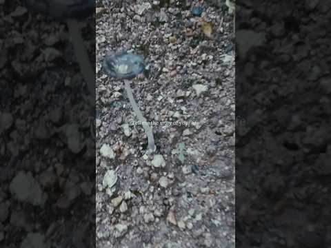 園芸 キノコの料理方法は?