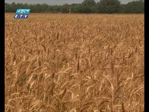 খরা প্রবণ এলাকায় চাষযোগ্য বারি গম-৩০