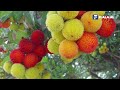 Mare Bima Që Ka Vlera Unike