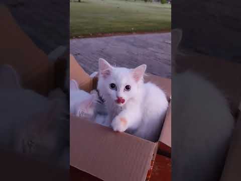 NASEEM PARK #oman #park #naseem #cats #evening #shorts