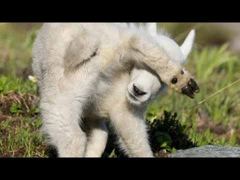 Regardez ces drôles de moutons et faites-vous rire ! - compilation de moutons drôles