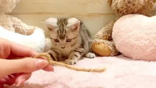 アメリカンショートヘアの動画01