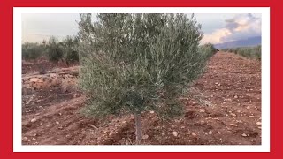 Poda 🪚de formación en olivo 🌳| COMO PODAR UN OLIVO |