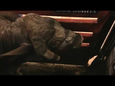 Neon Nights bucks Cory Rasch - 05 PBR Finals