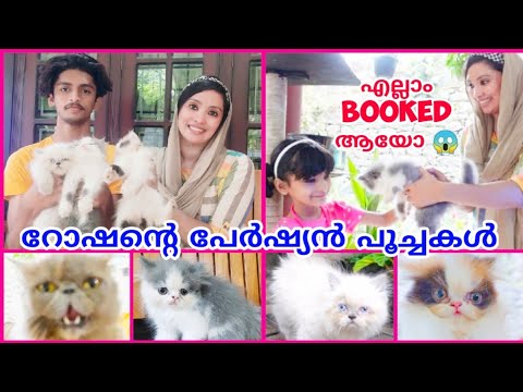 Persian Cat|Roshan Persian cat farm|Persian cat kerala