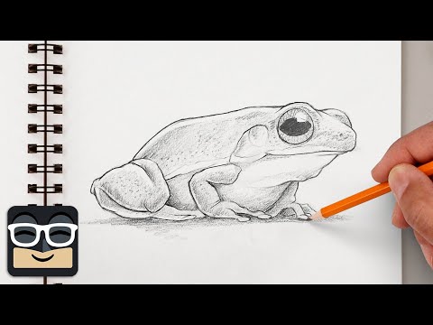 How to Draw a Realistic Frog | Step by Step Sketch Lesson