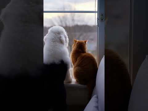 EP137 Thought He Was Mean 😼 | 原来我错了#cat #bastor # funny #橘猫日常 #猫咪Shorts#巴斯特