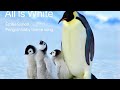 New🌟企鵝寶貝主題曲All is white lyrics(Emilie Simon)Penguin theme song中英歌詞