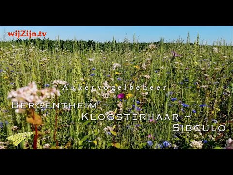 HARDENBERG: Akkervogelbeheer tussen Bergentheim, Kloosterhaar en Sibculo