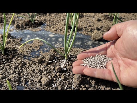 タマネギにエプソムソルトを施肥する理由とその方法?  庭園