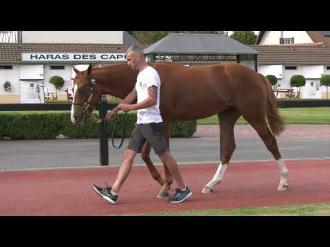 2021 August Yearling Sale - Lot 161 c. SEA THE STARS x DAME DU ROI