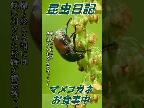 コガネムシは何を食べるのですか？彼らはあなたの庭への脅威ですか？  庭園