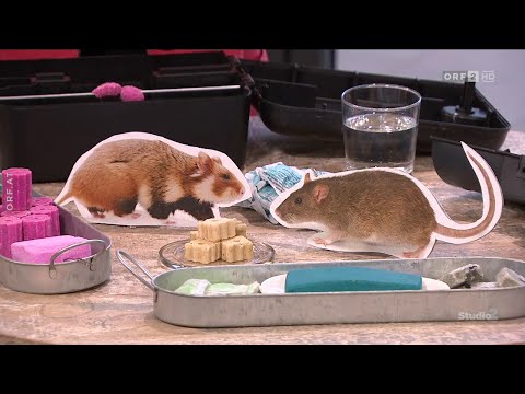 Marianne Jäger - Ratten und Hamster