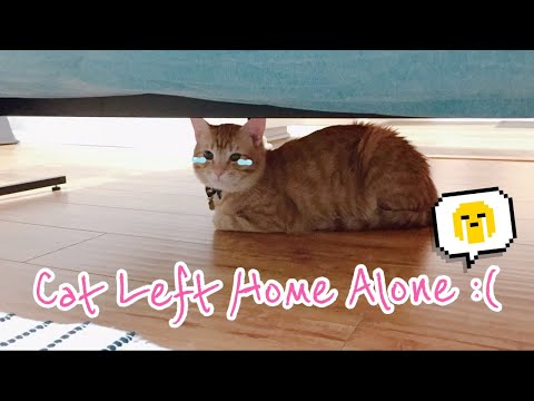 What My Cat Does When I Leave Home (Cat Separation Anxiety)