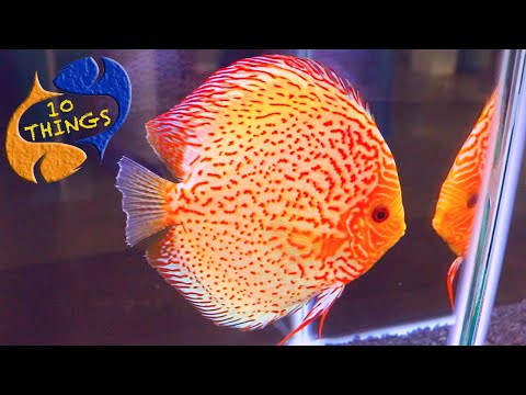 10 Things You Should Know About Discus! New Series From KGTropicals!