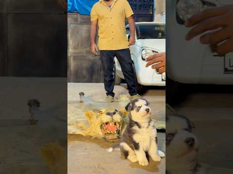 Babblo playing with simba🥺💔king is no more🥺💔 #lion #animallife #broken #animals #ytshorts #love