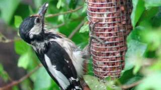 preview picture of video 'Grote Bonte Specht - Dendrocopos Major - Great Spotted Woodpecker'