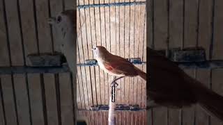 Download lagu suara pikat Tepus pipi perak  birahi #birds #call #tepus_pipi_perak mp3