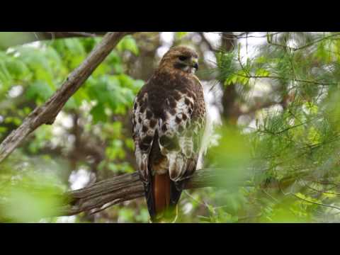 Red-tailed Hawk stare