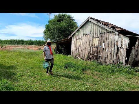 MATUTO VIROU MASCATE ANDARILHO PARTE 2 #comedia #soufeliz #piadascurtas #sitio ##vidanaroça 