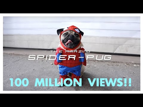 My Spider-Pug Video Hit 100M Views on YouTube!! 🕷