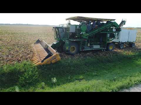 Seed Corn Harvest
