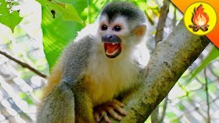 CHOMPED by a Tiny Monkey! by Brave Wilderness
